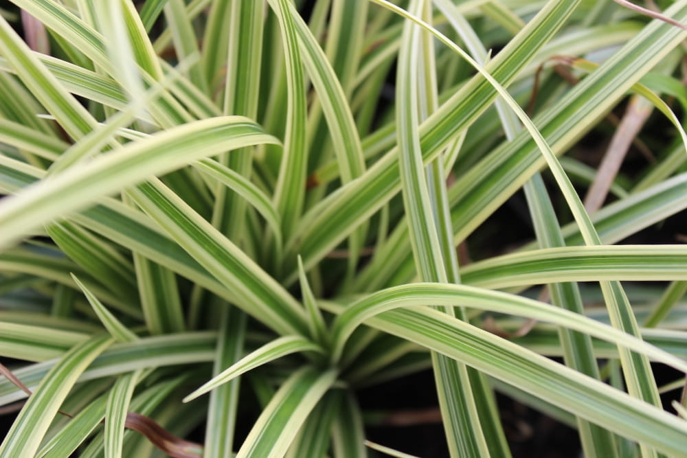 Carex morrowii Silver Sceptre
