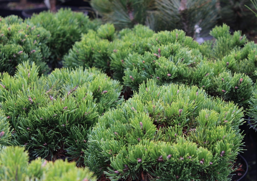 Pinus mugo Dysk