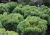 Pinus mugo Dysk