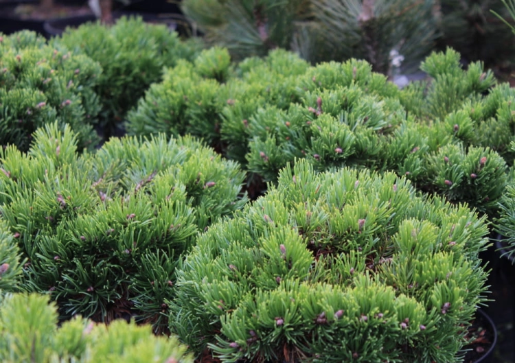 Pinus mugo Dysk