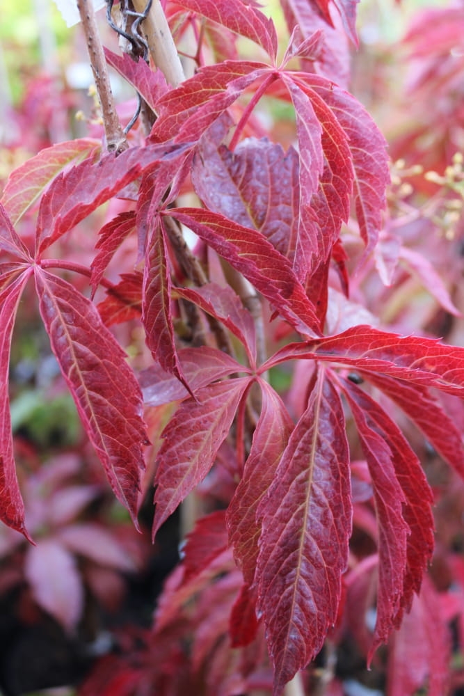 Parthenocissus vitacea1000.JPG