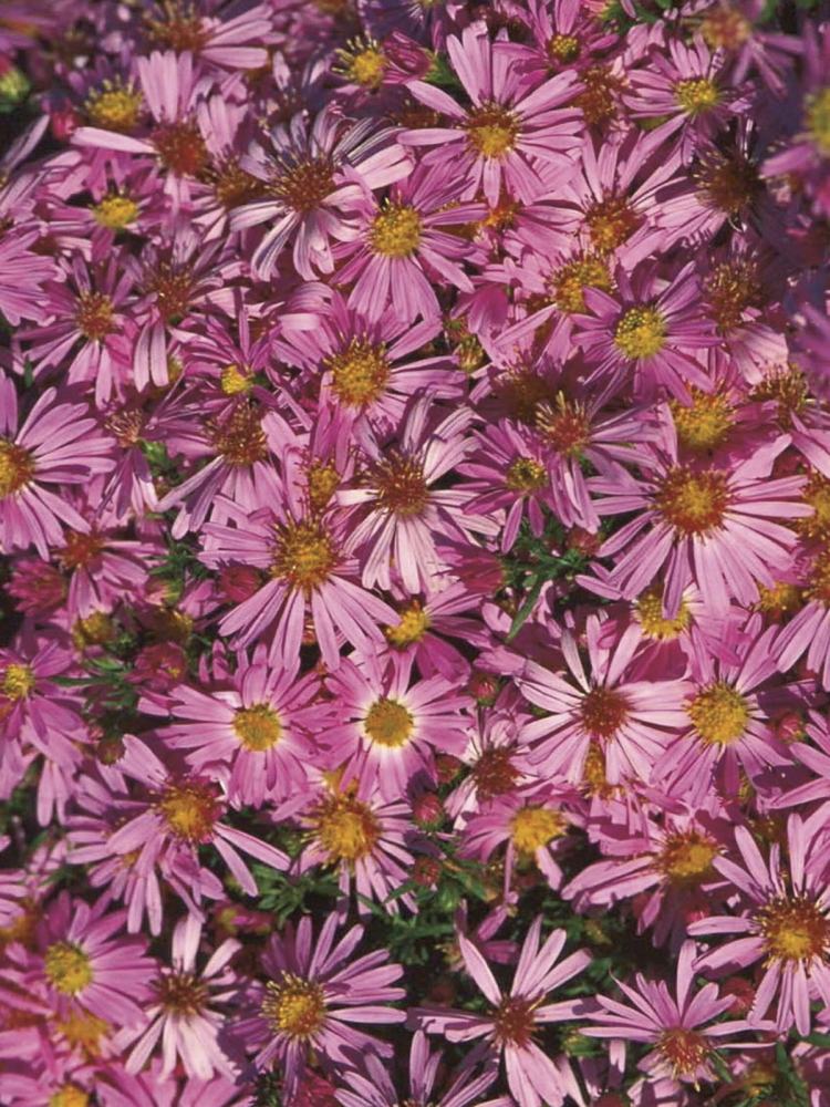 Aster Wood's Pink