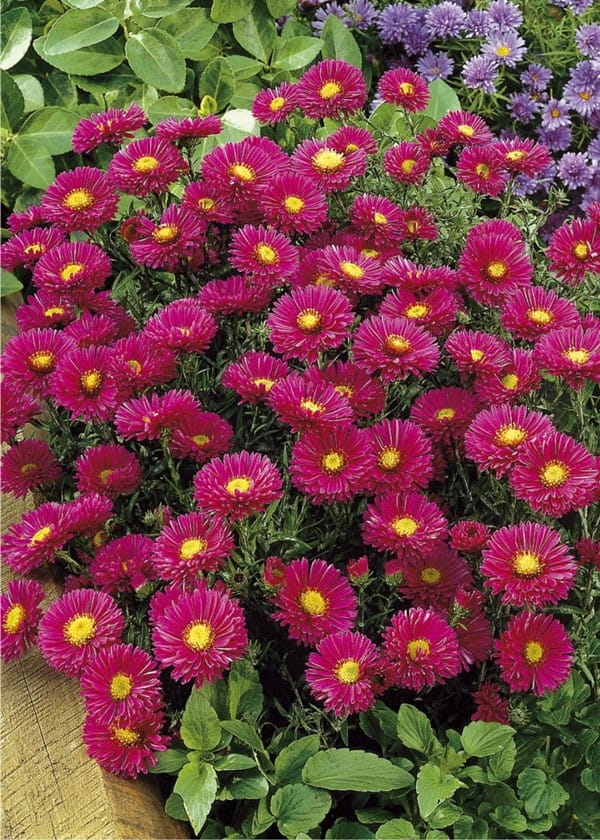 Aster "Starlight"