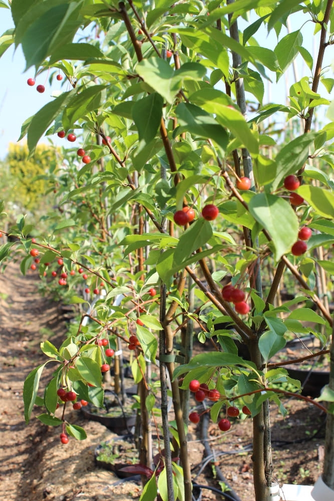 Malus baccata var jackii