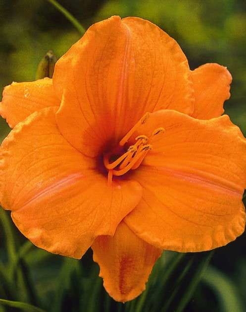 Hemerocallis "Pixie Parasol"