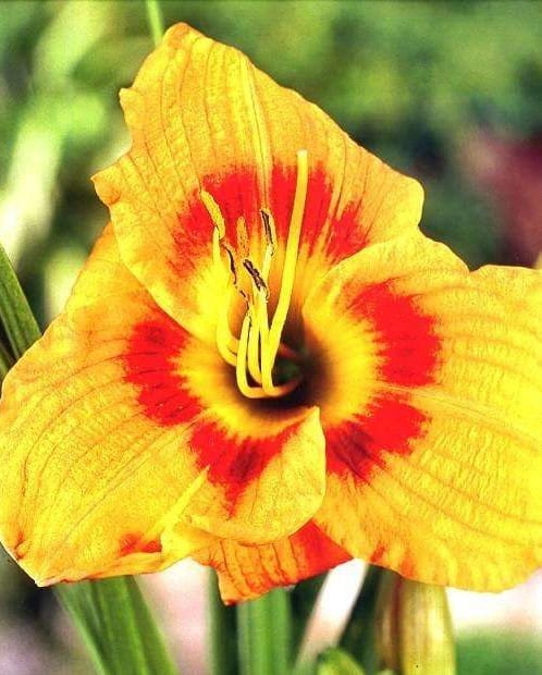 Hemerocallis "Black Eyed Susan"