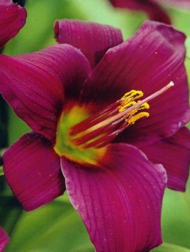 Hemerocallis "Longfield's Anwar"