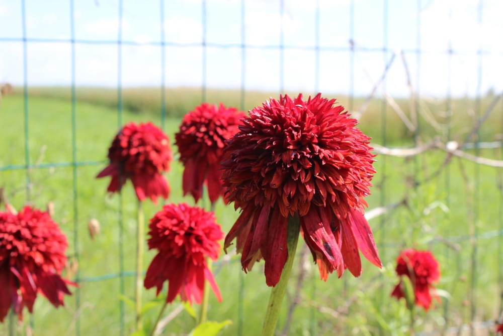 Echinacea purpurea Eccentric