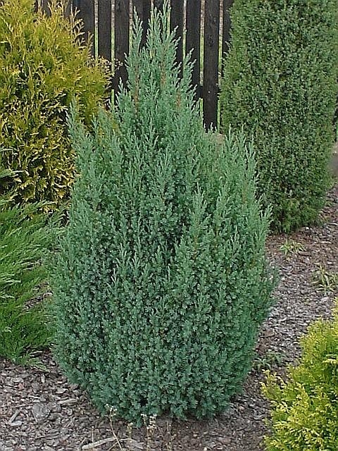 Jun. chnensis Stricta.JPG