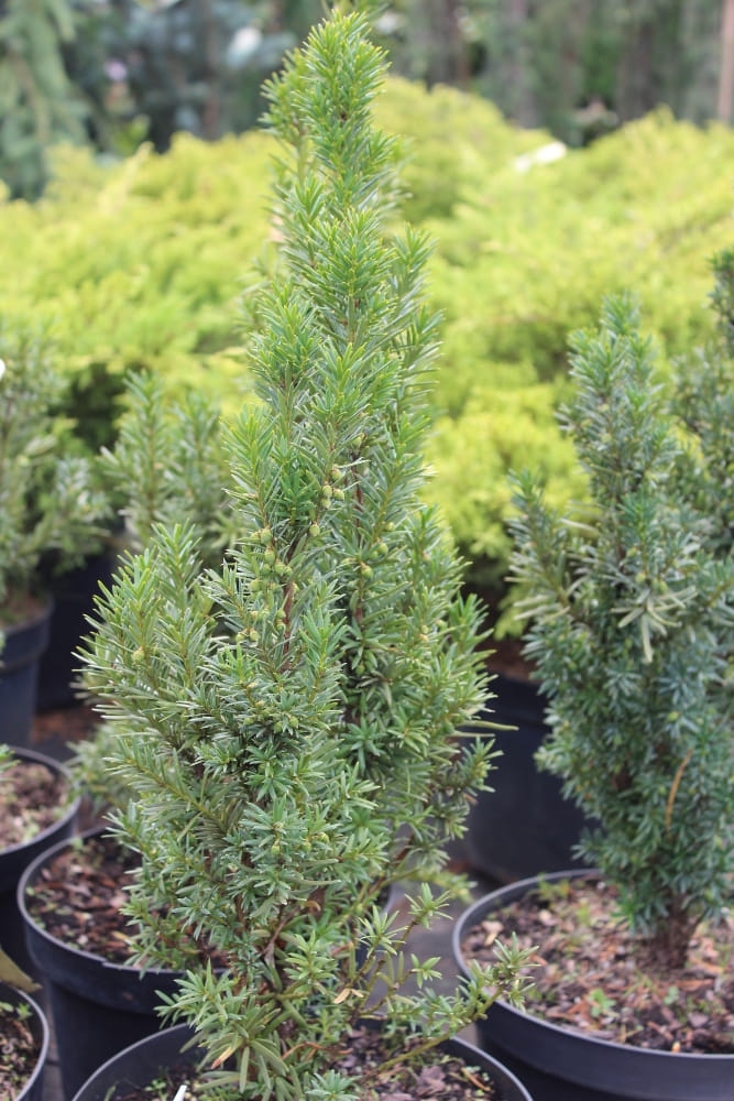 Taxus x media Hicksii