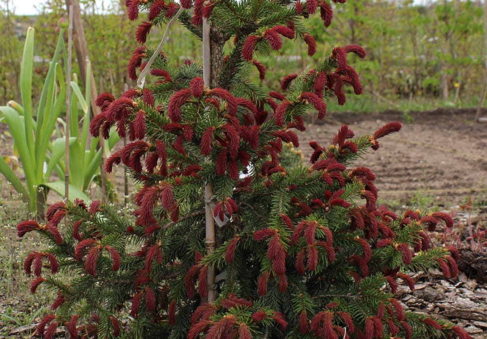 Picea abies Cruenta