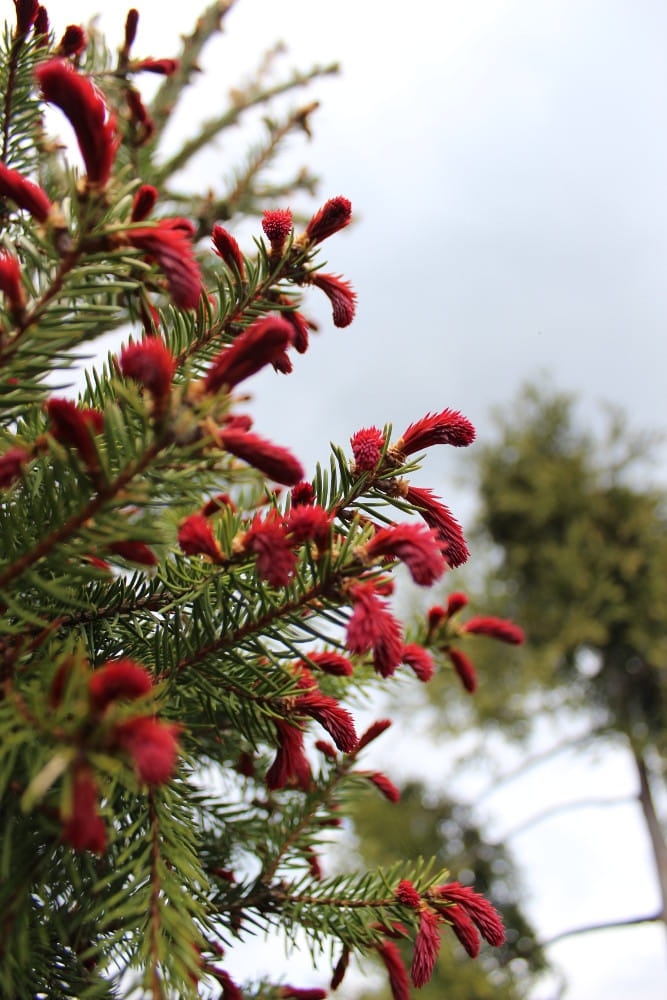 Picea abies Rydal