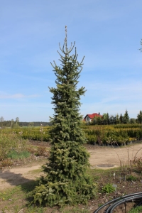 Świerk serbski 'Aurea'