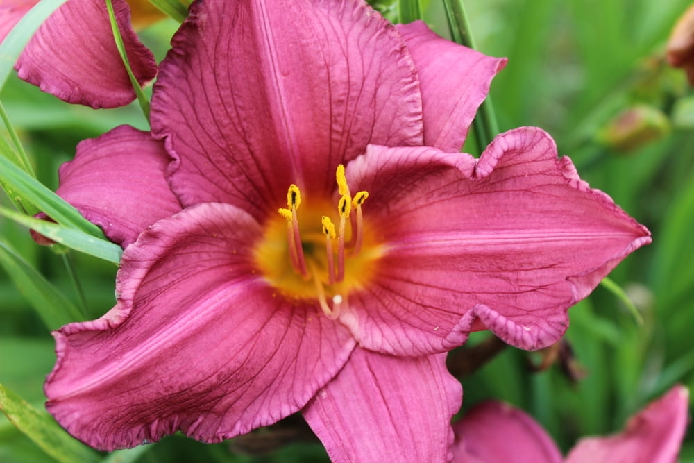 Hemerocallis Summer Wine