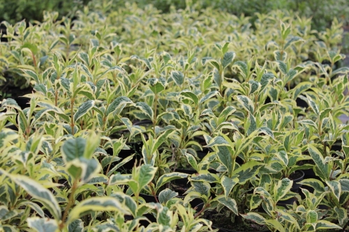 Weigela florida Nana Variegata