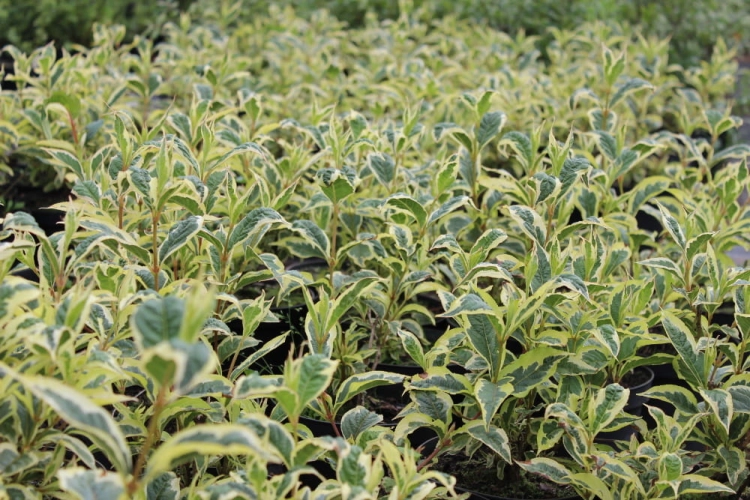 Weigela florida Nana Variegata