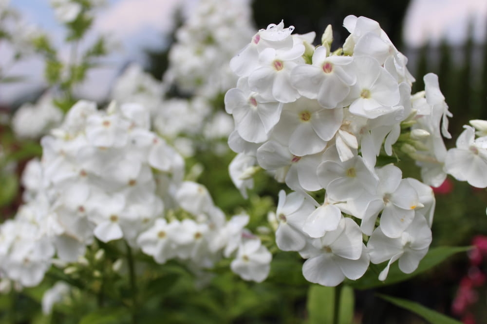 Phlox paniculata David