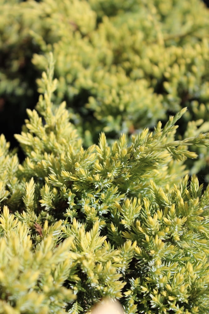 Juniperus squamata Dream Joy