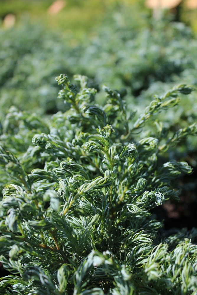 CHamaecyparis pisifera Boulevard