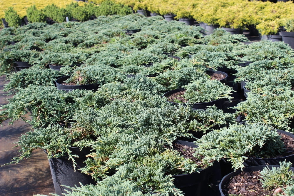 Juniperus horizontalis Icee Blue