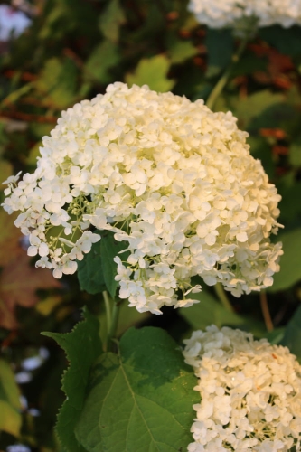 Hydrangea arborescens Annabelle