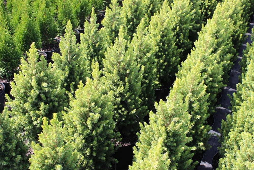 Picea glauca Rainbow's End