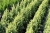 Picea glauca Rainbow's End