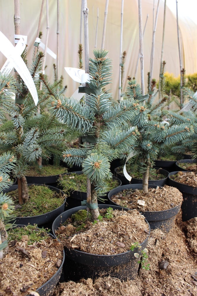 Picea pungens Oldenburg