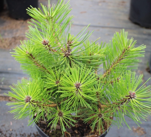 Pinus densiflora Jane Kluis