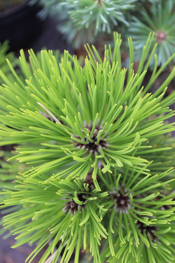Pinus heldreichii Compact Gem