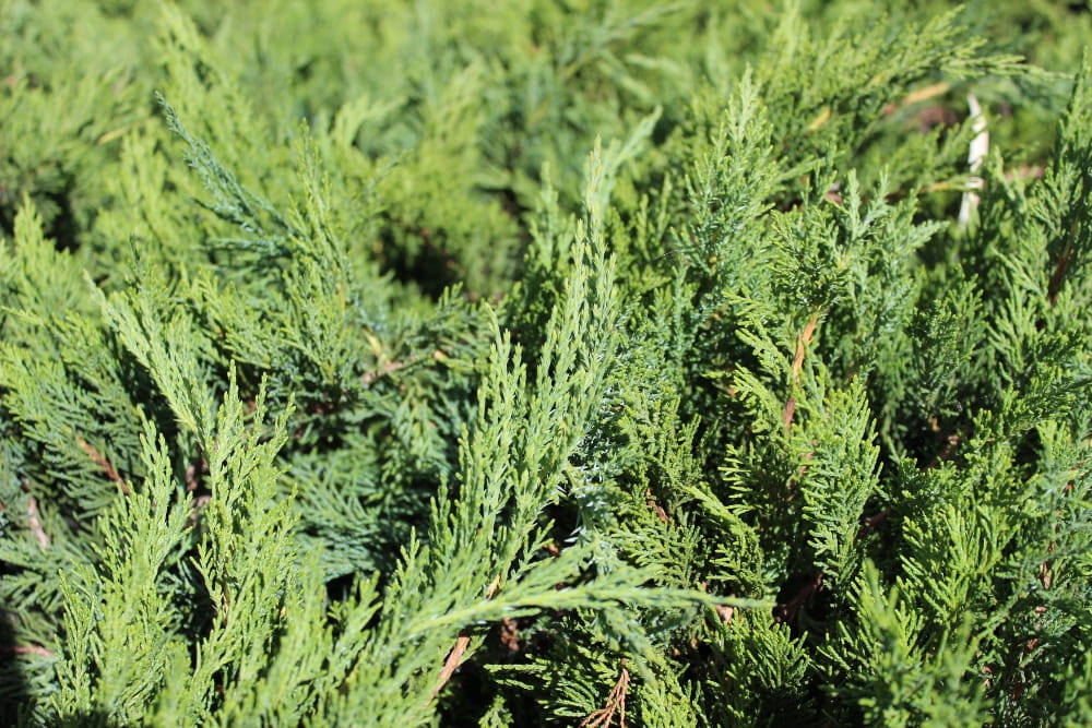 Juniperus sabina Tamariscifolia