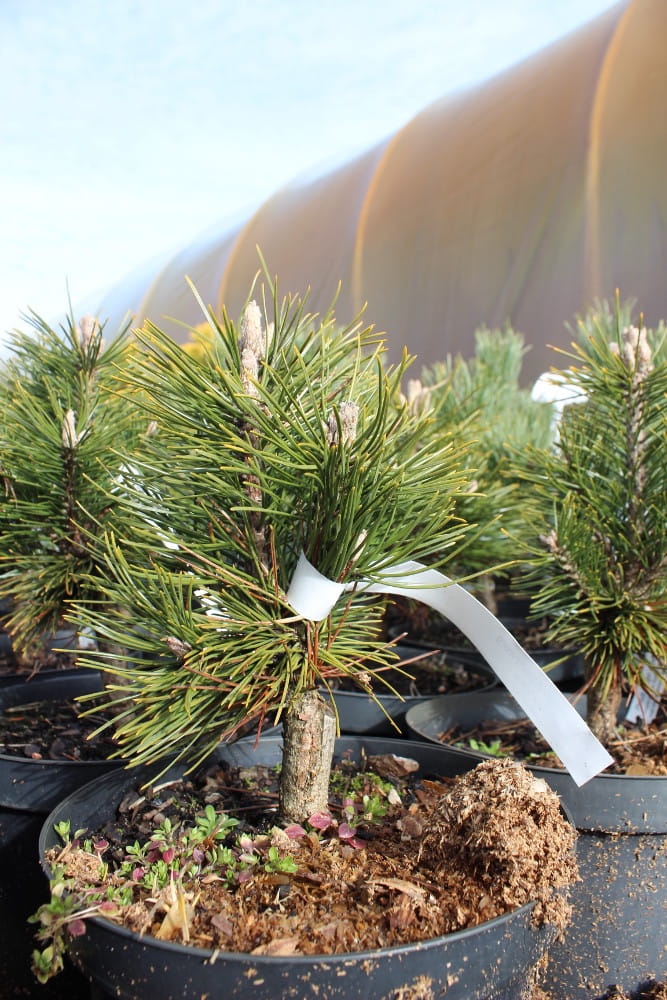 Pinus mugo Alpenzwerg