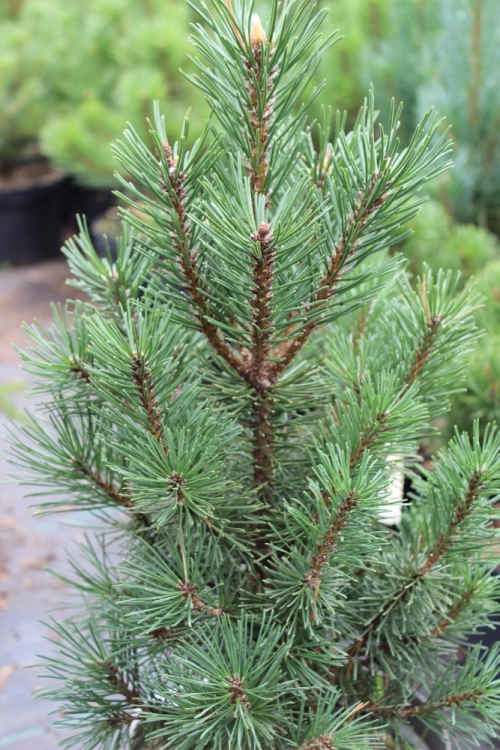 Pinus mugo Columnaris