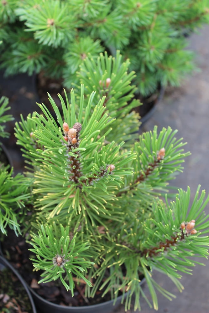 Pinus mugo Golden Glow