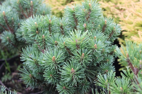 Pinus mugo Grune Kugel