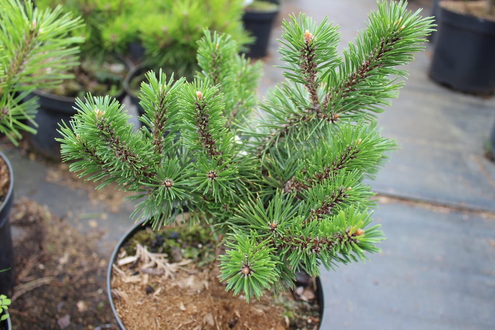 Pinus mugo Humpy