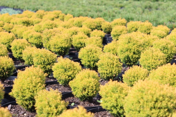Thuja occidentalis Aniek