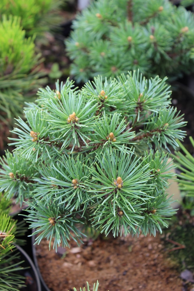 Pinus mugo Mops