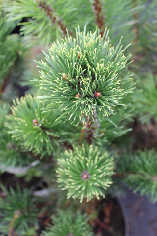 Pinus mugo Pal Maleter