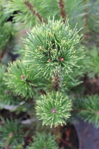 Sosna góska 'Pal Maleter' (2)