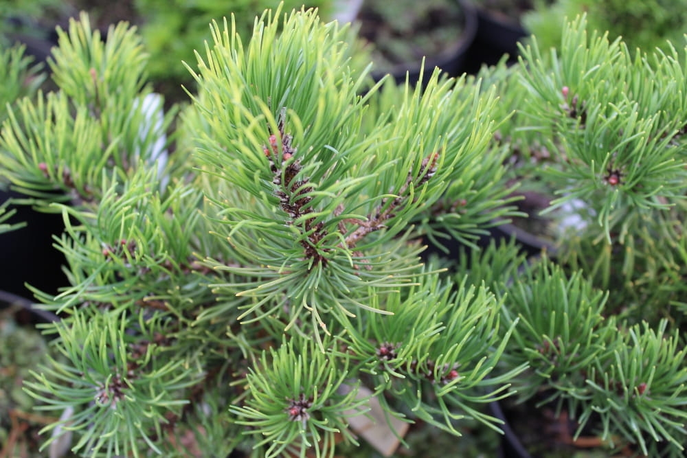 Pinus mugo Rositech