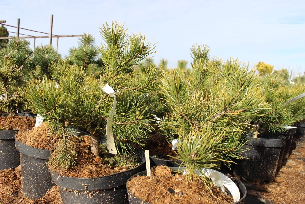 Pinus mugo Rositech