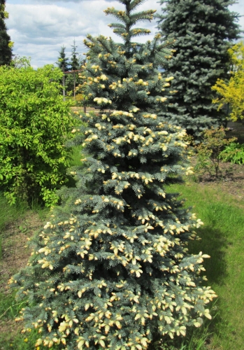 Picea pungens Białobok