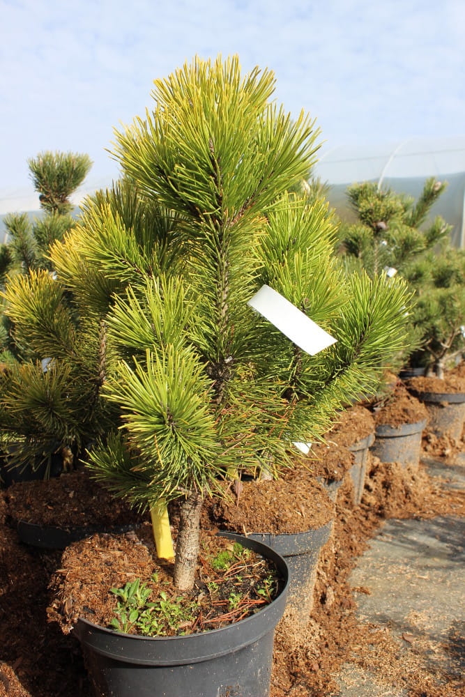 Pinus mugo Schweizer Tourist
