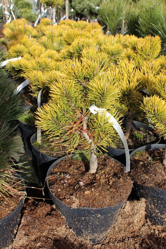 Pinus mugo Winter Gold