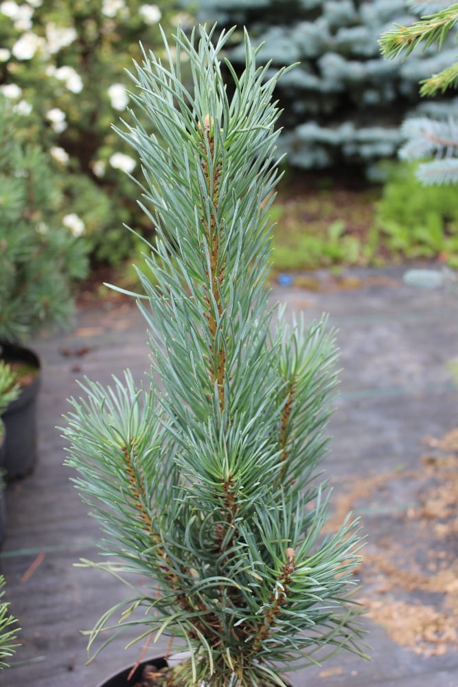 Pinus sylvestris Fastigiata