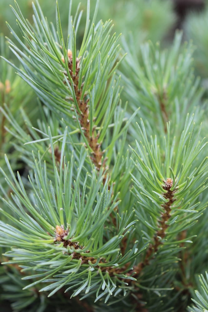 Pinus sylvestris Watereri