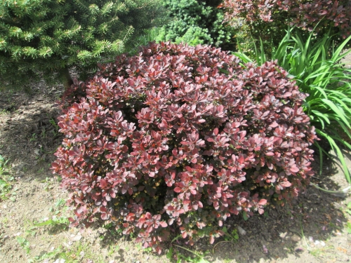 Berberis thunbergii Atropurpurea Nana