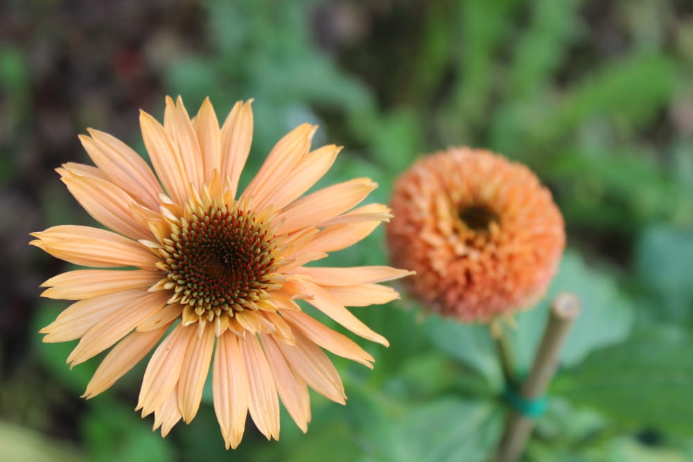 Echinacea Supreme Cantaloupe