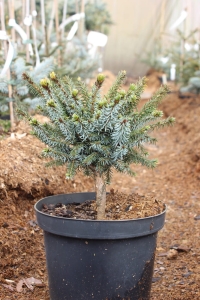 Świerk serbski 'Elegance'